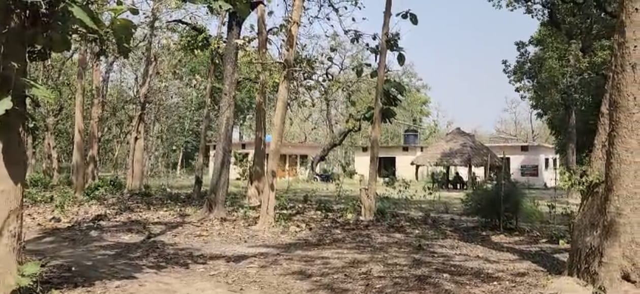 Safari 1
