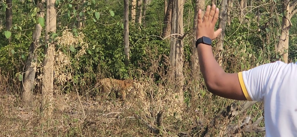Safari 12