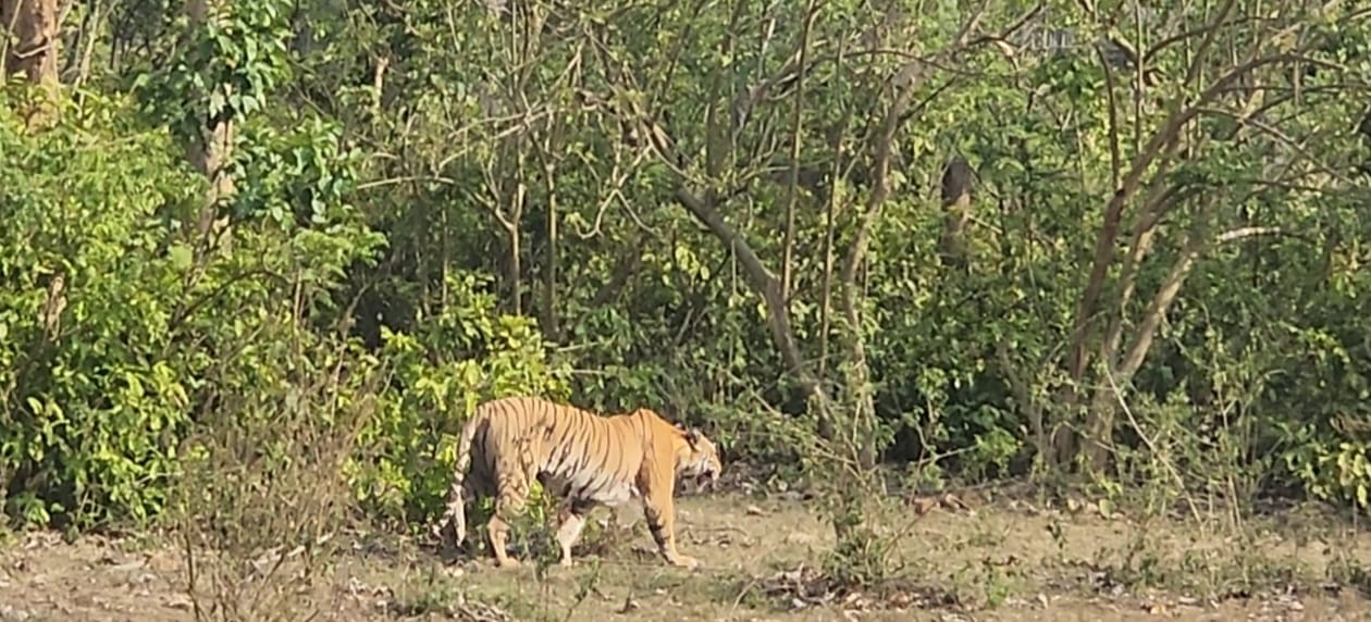 Safari 6