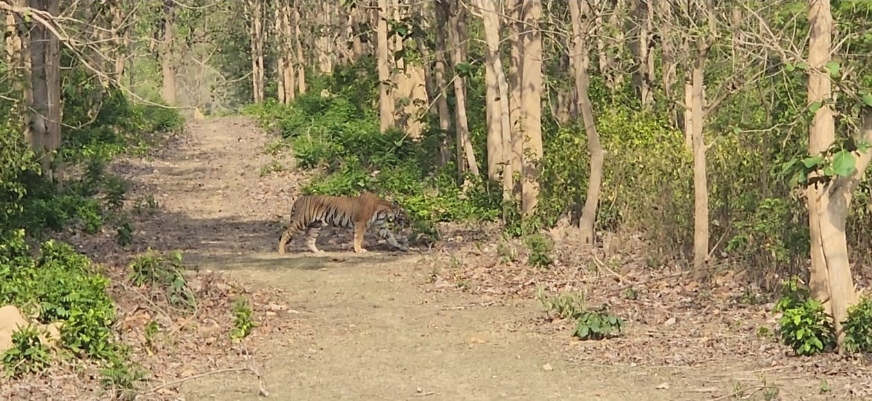 Safari 7