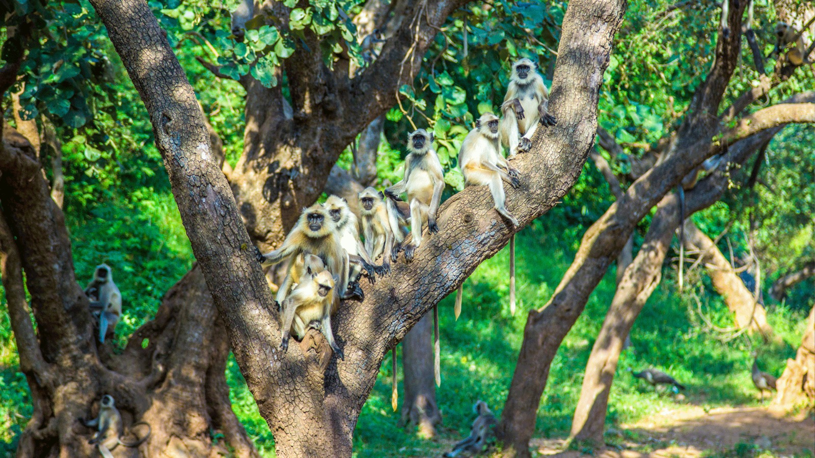 Safari 4