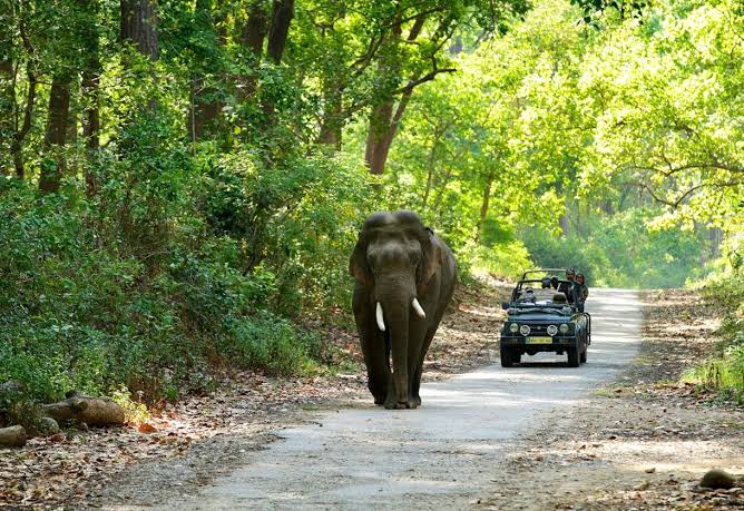 Jungle Safari